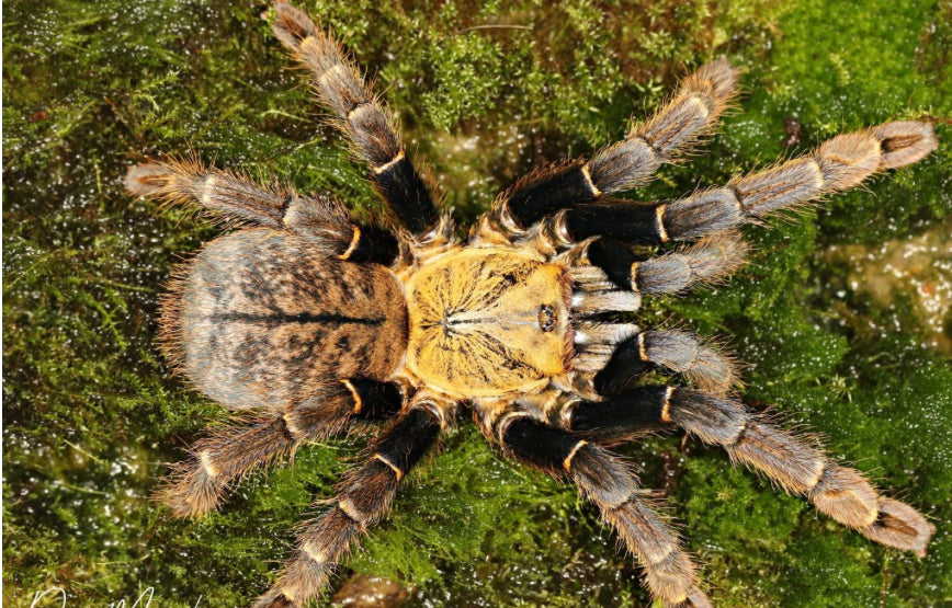 Ornithoctoninae sp. Ho Chi Min ( HO CHI MINGE EARTH TIGER)