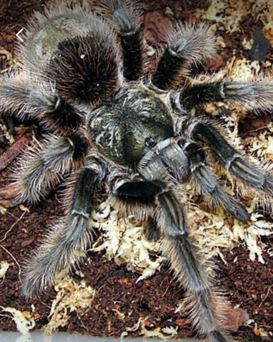 Grammostola Grossa