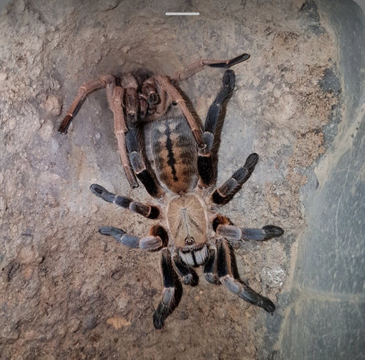Ornithoctinae Veronica .75"
