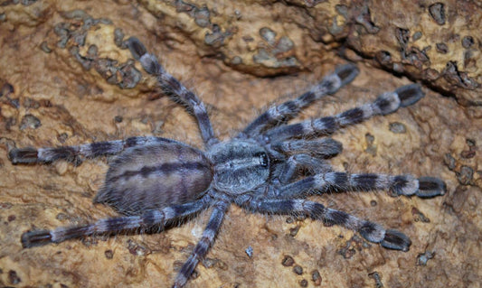 Poecilotheria formosa (Salem Ornamental)