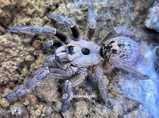 Ceratogyrus Sanderi (Namibian Horned Baboon)