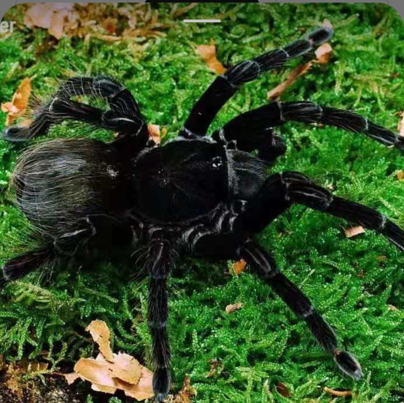 Pamphobeteus sp. tigris