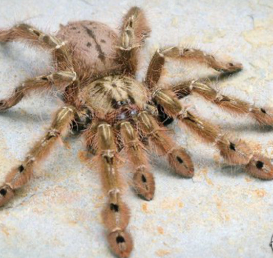 Stromatopelma Calceatum ( Feather leg baboon)