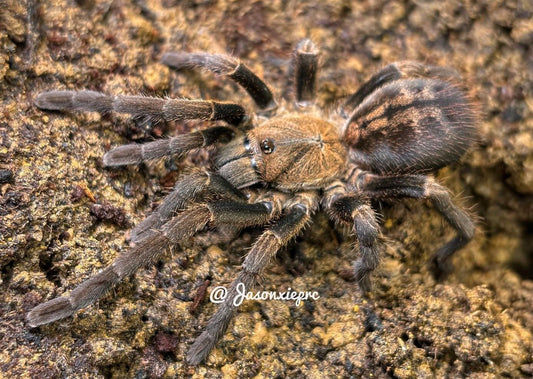 Ornithoctoninae sp. Veronica Dwarf