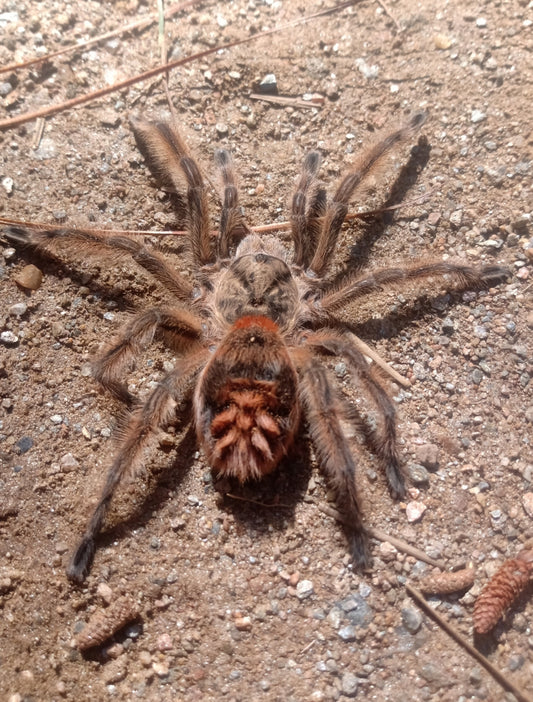 Phrixotrichus scrofa (Chilean copper tarantula)