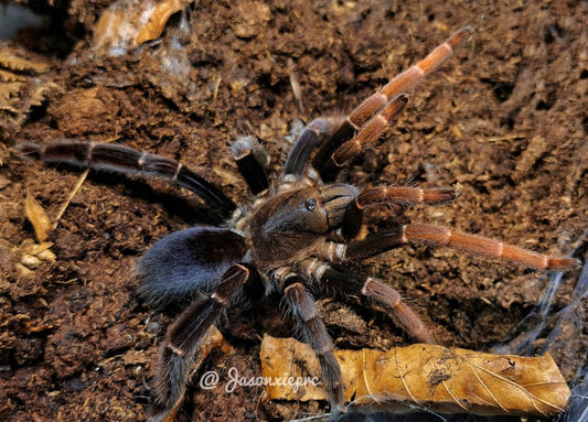 Lyrognathus giannisposatoi