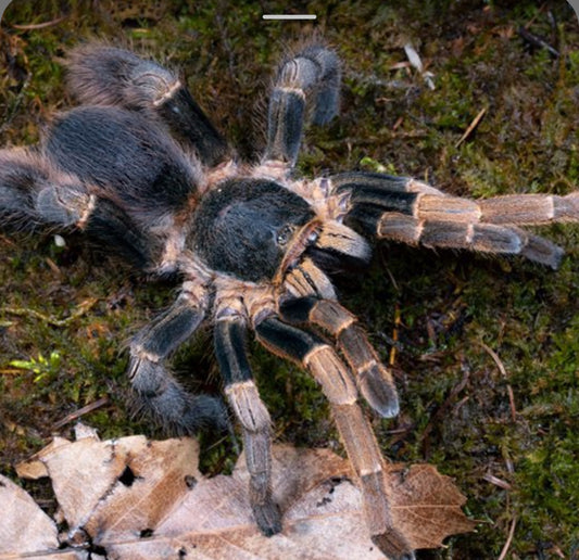Ornithoctoninae sp. Vietnam Highland