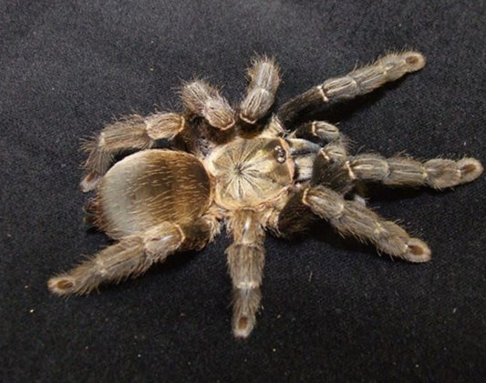 Psalmopoeus reduncus
(COSTA RICAN ORANGE MOUTH)