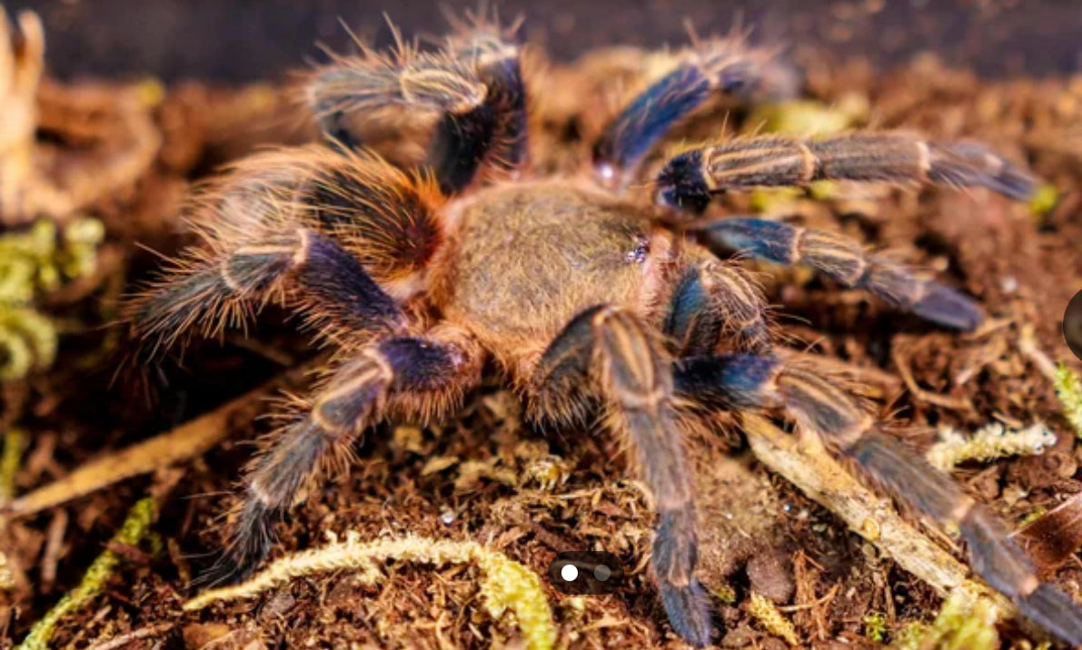 Homoeomma peruvianum (Peruvian Blue Tarantula)