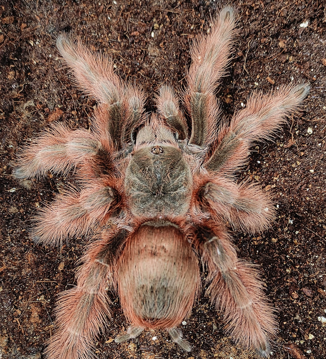 Nhandu Tripepii (Brazilian Giant Blonde Tarantula)