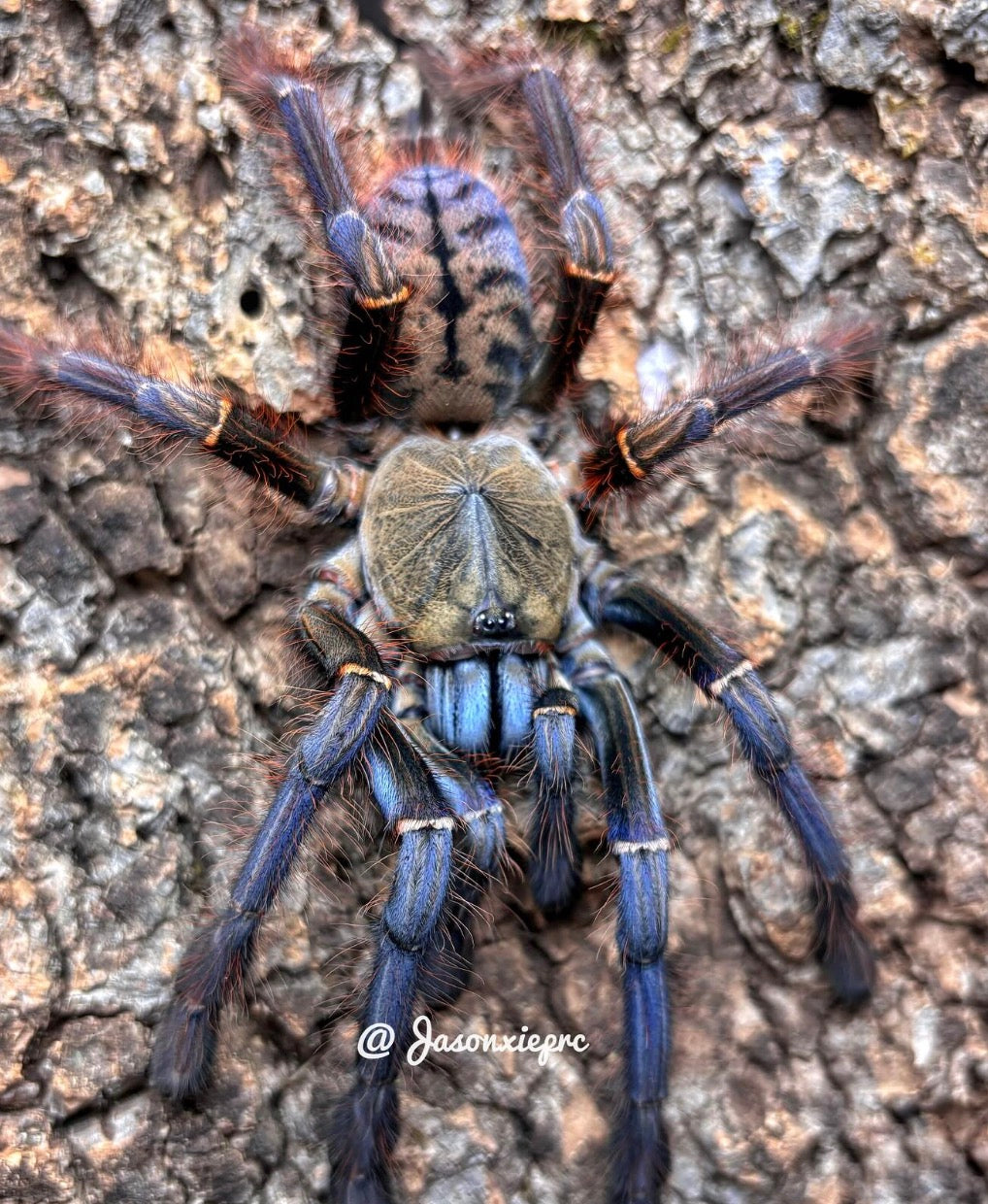 Phormingochilus sp. Sabah Blue