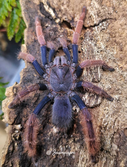 Coremiocnemis hoggi (Malaysian Purple Femur)