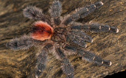 Avicularia Variegata ( Brick Red PinkToe)