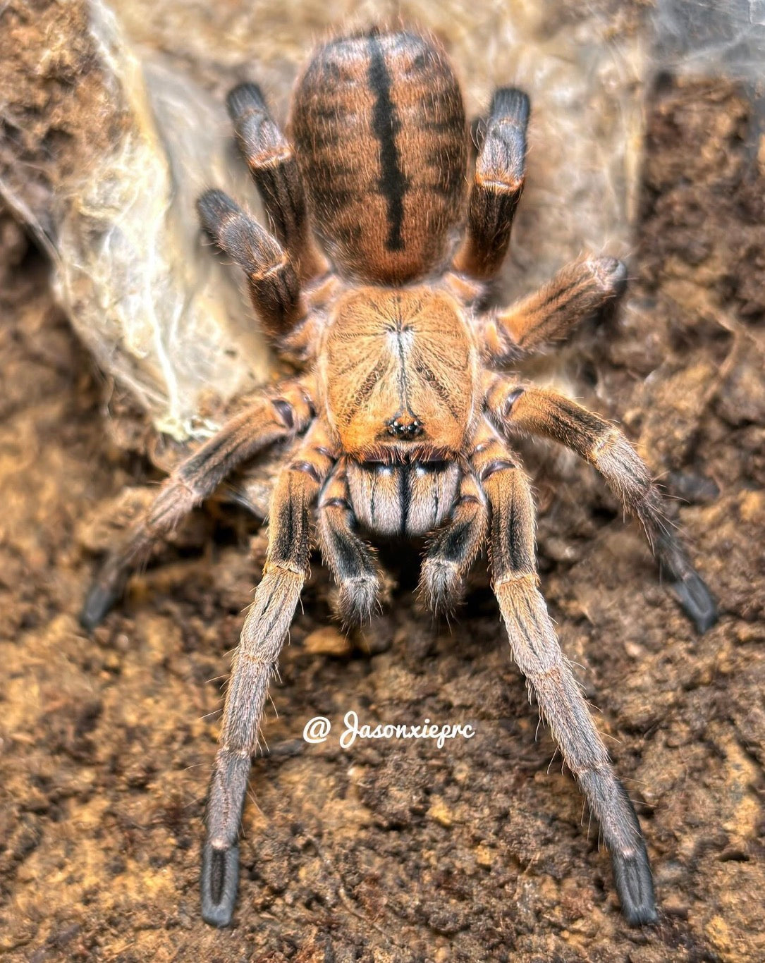 Ornithoctinae Veronica
