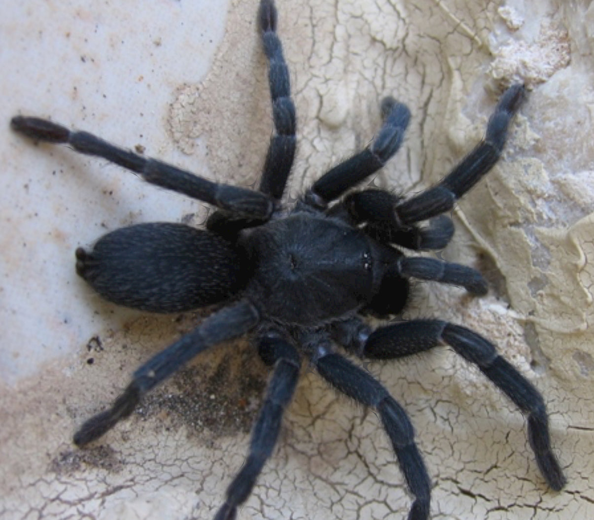 Chaetopelma Olivaceum (Middle East Black Tarantula)