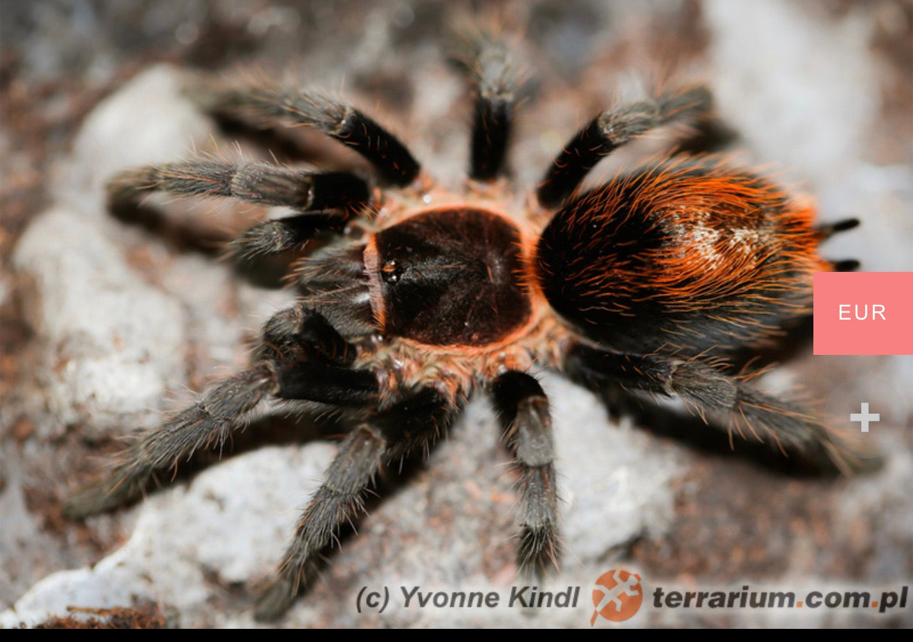 Pleaiopelma Longisternale