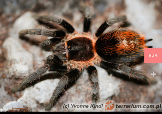 Pleaiopelma Longisternale