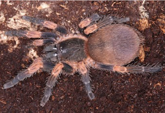 Neischnocolus sp. 'Chica' (Panamanian Flame)