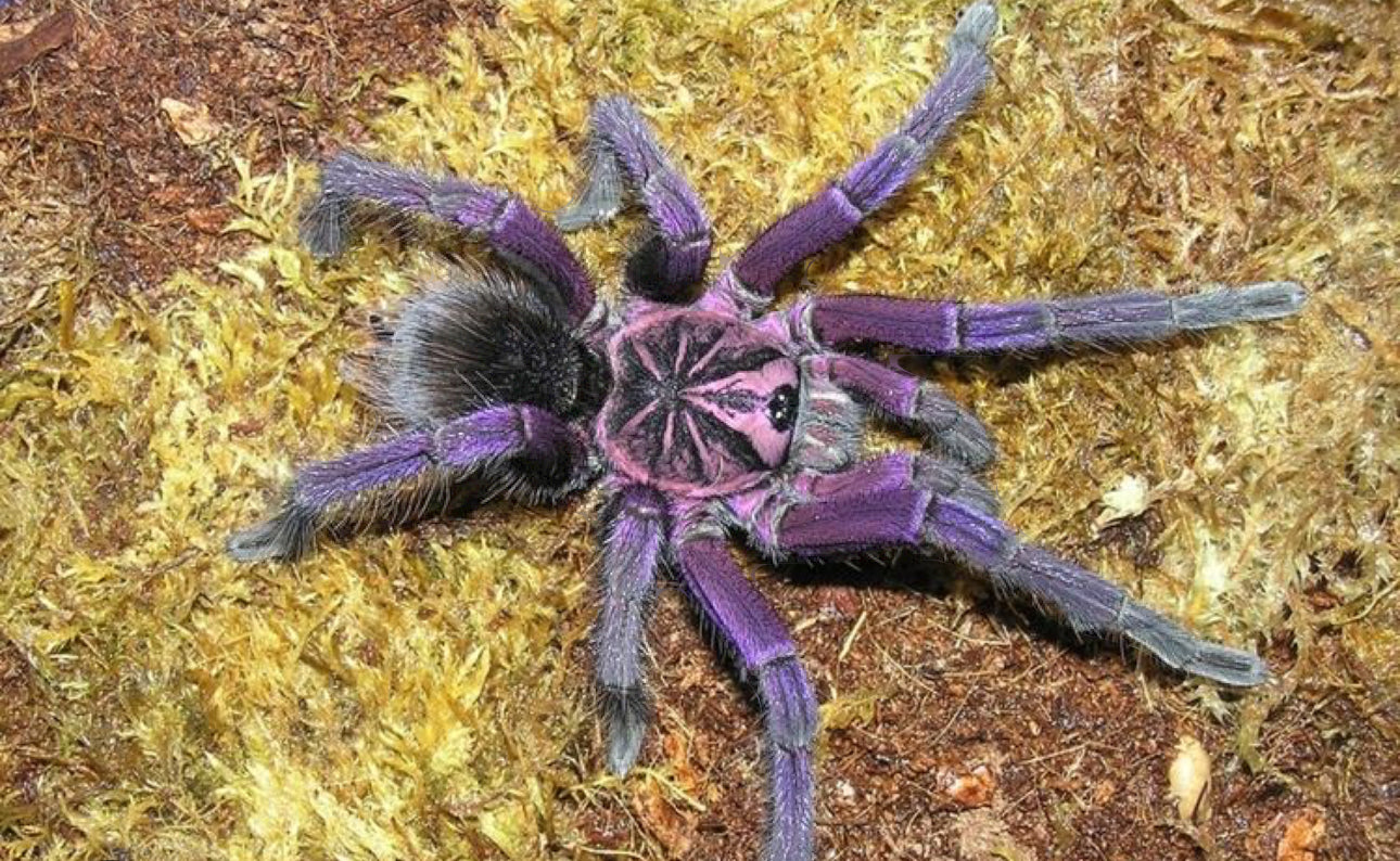 Pamphobeteus sp. Nigricolor (Colombian blue bloom )