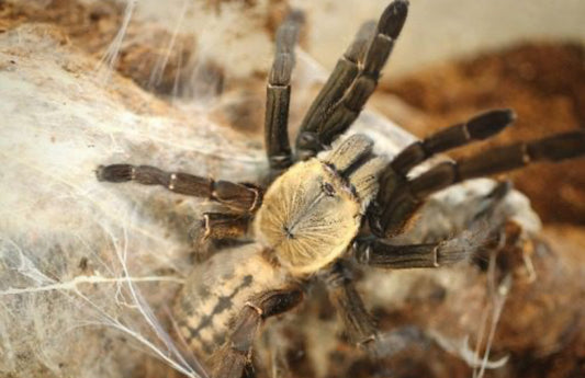 Ornithoctoninae sp. Nhen Dep .75"