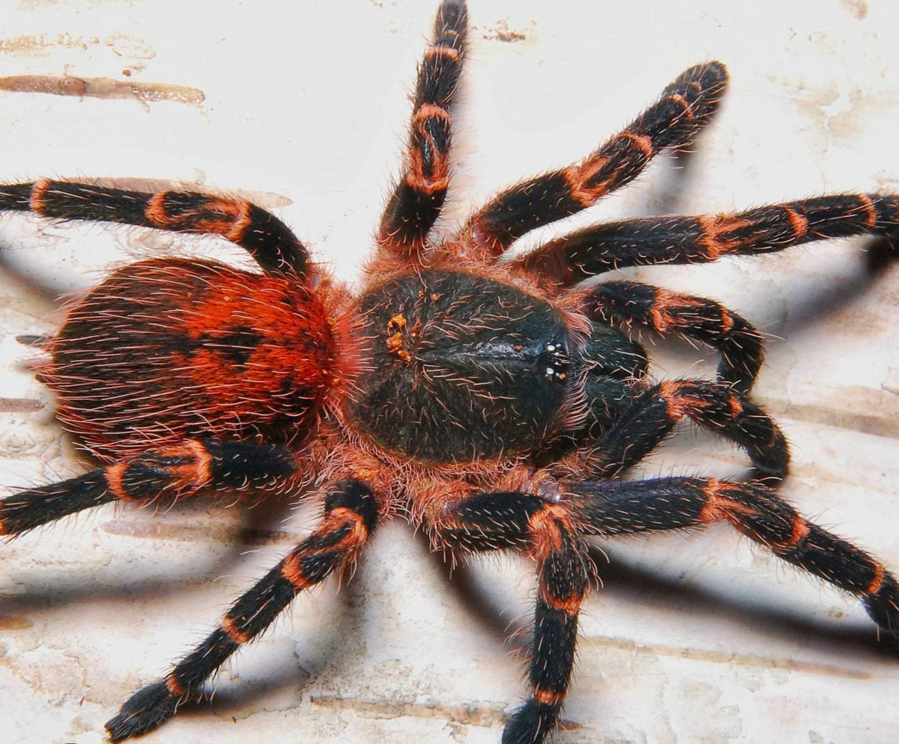 Neischnocolus sp. Panama