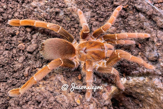 Pelinobius muticus (King Baboon)