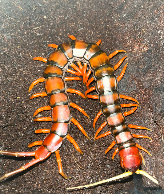 Scolopendra so. White Bread