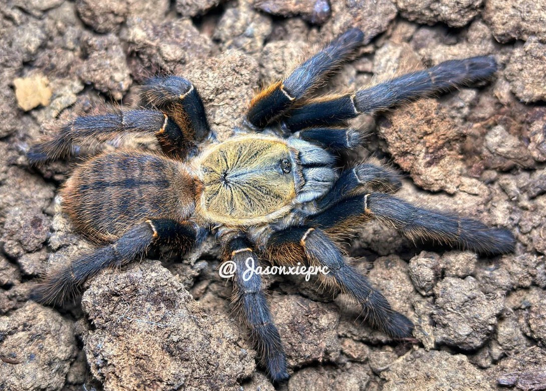 Cyriopagopus C.F. Schmidti(Phong Nha -ke Bang)