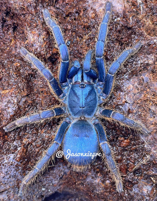 Ornithoctoninae sp Vietnam  Silver (Vietnam Silver)