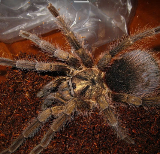 Phormictopus Auratus