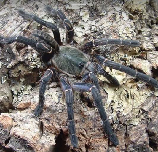 Cyriopagopoeus vonwirthi