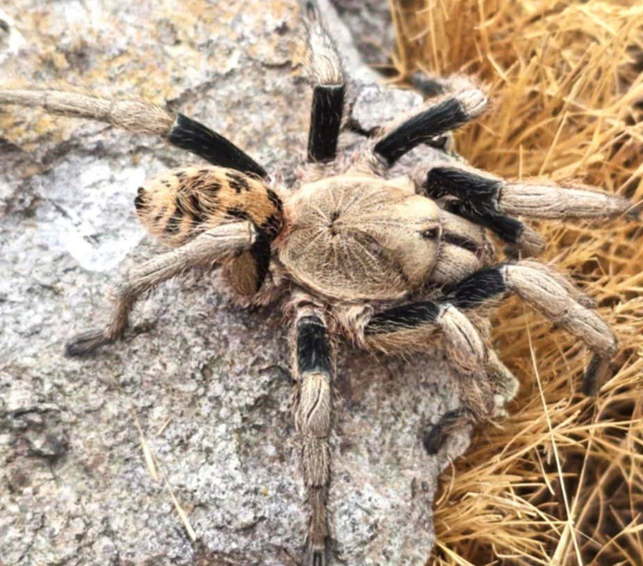 Anqasha Minaperinensis