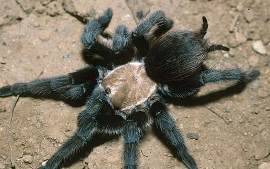 Aphonopelma Hentzi (Texas Brown)