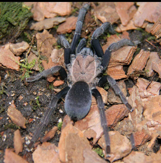 Orphnaecus Dichromatus