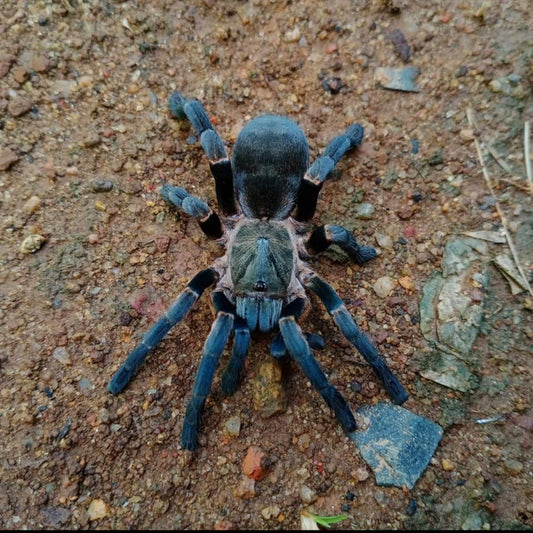 Ornithoctoninae sp. “Long Na”