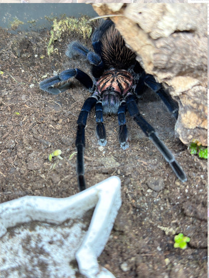 Xenesthis sp Blue (Columbian Lesserblue)