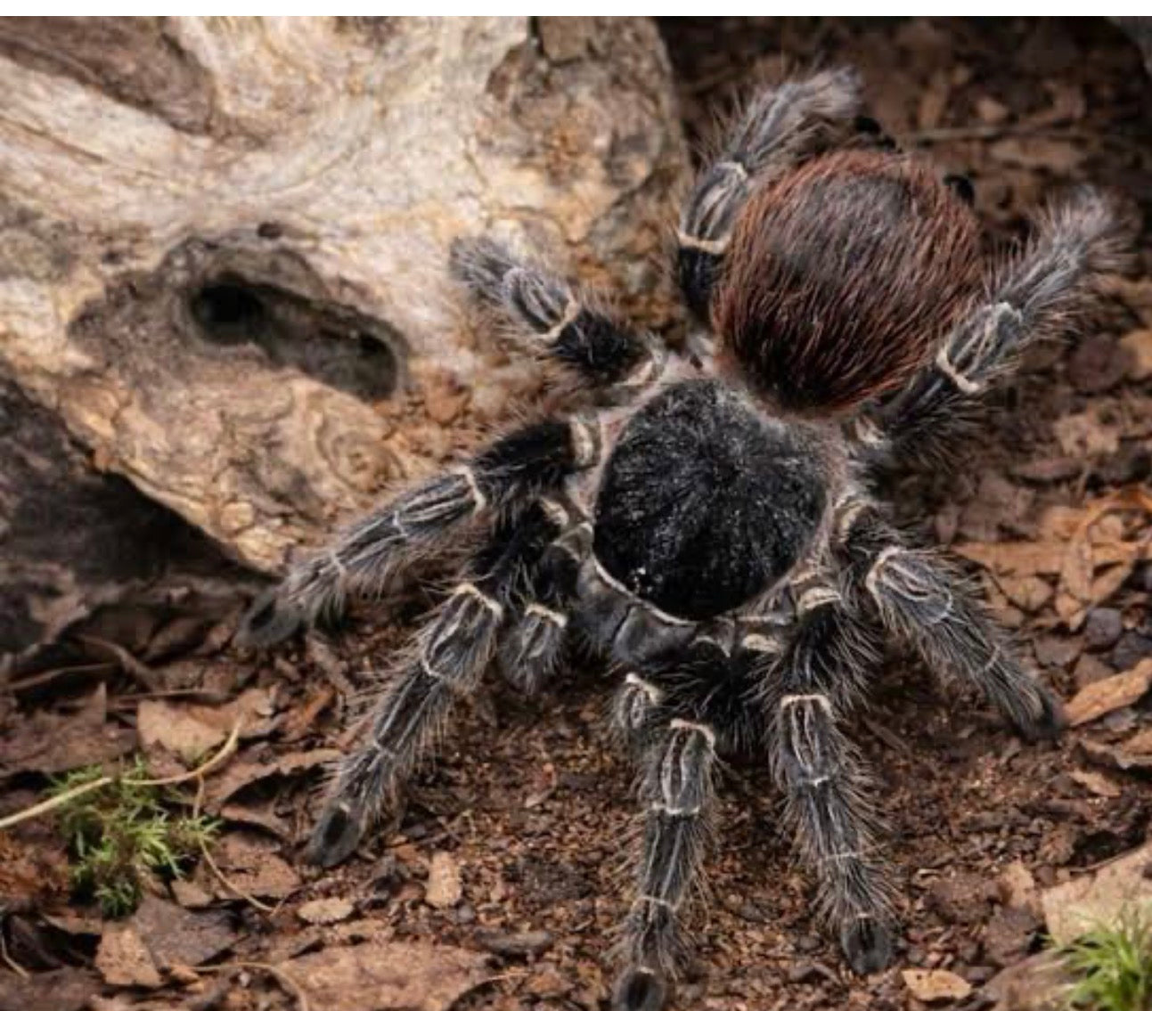 Lasiodora klugi
