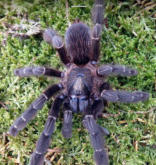 Psalmopoeus Black Orchid