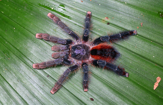 Avicularia Hirschii