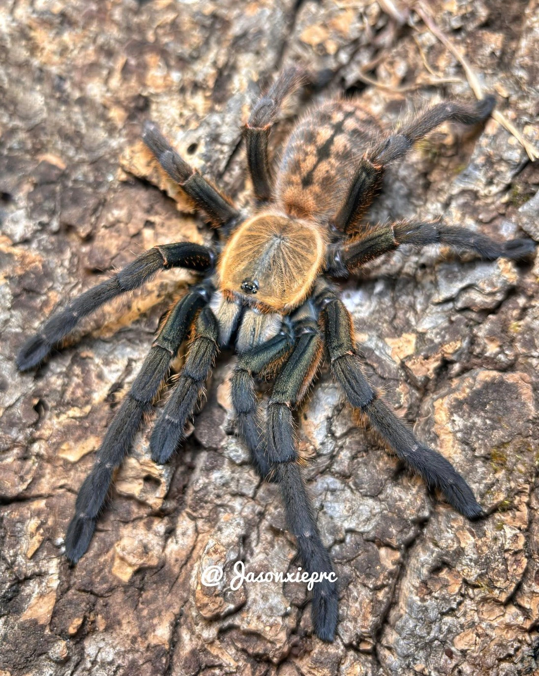 Ornithoctoninae sp. Nhen Dep