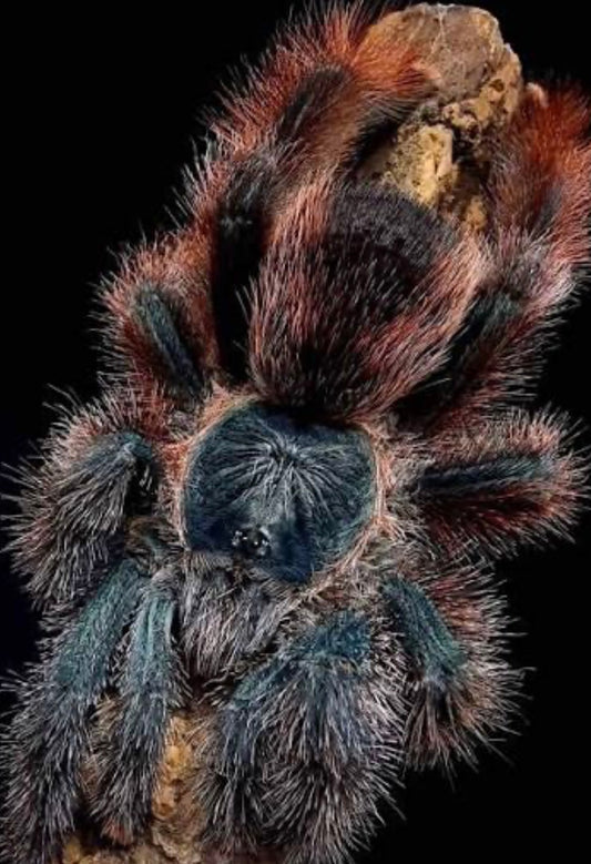 Avicularia Braunshauseni (Goliath Pinktoe)