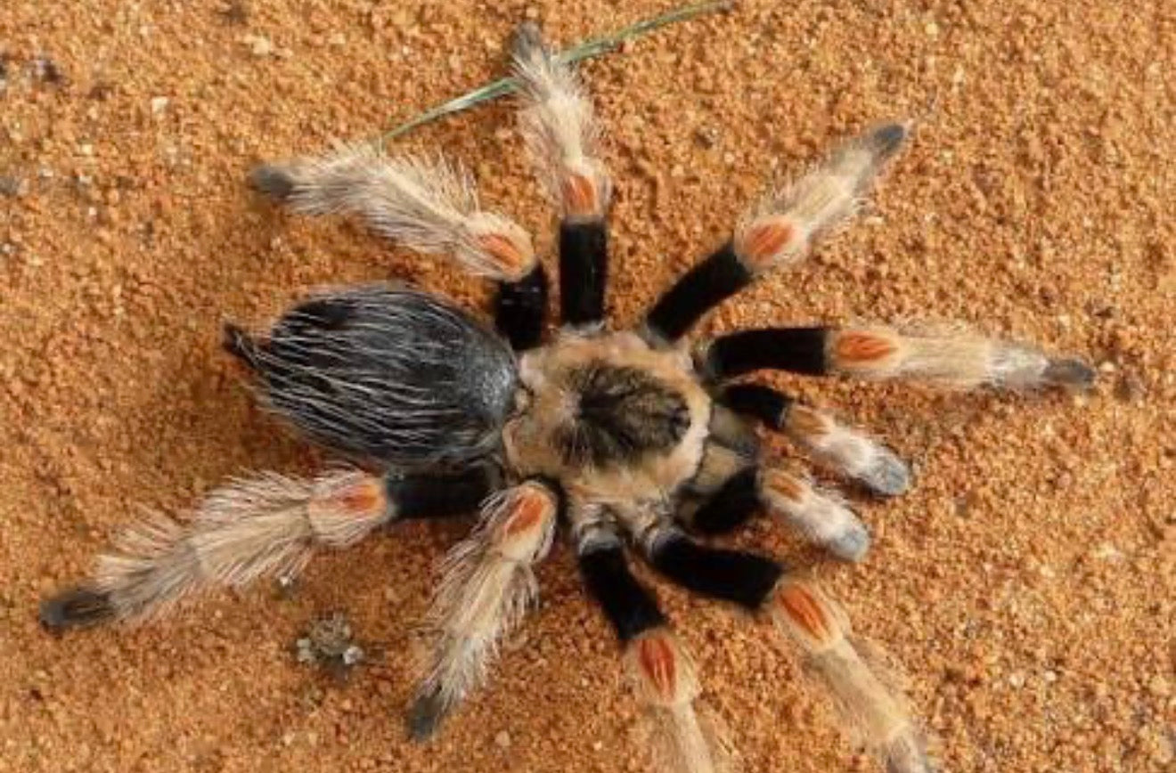 Brachypelma baumgarteni