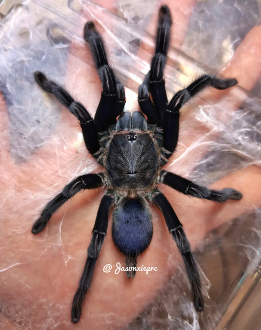 Chilobrachys sp. kaeng krachan (Dark Earth Tiger)
