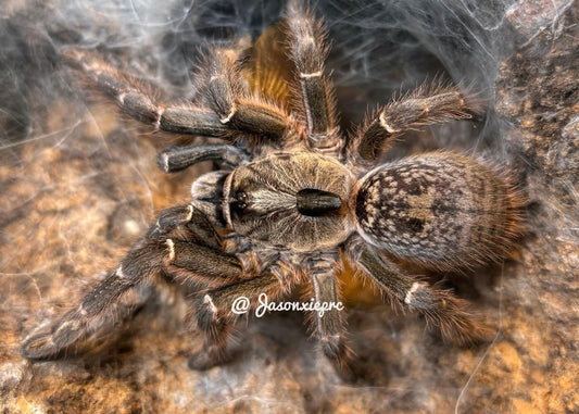 Ceratogyrus Darlingi (Rear-horned Baboon)