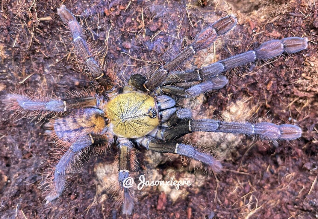 Phormingochilus sp. “Ackaya”