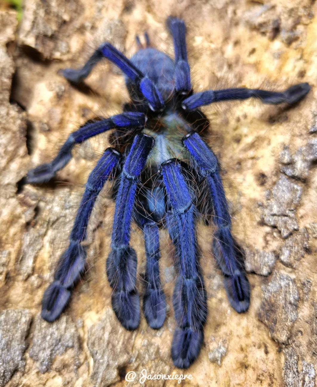 Omothymus Violaceopes (Singapore Blue)