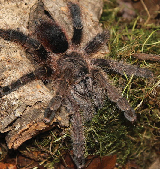 Avicularia merianae
(Tarapoto Pink Toe)