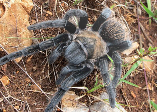 Tliltocatl verdezi (Mexican Rosey Grey Tarantula)