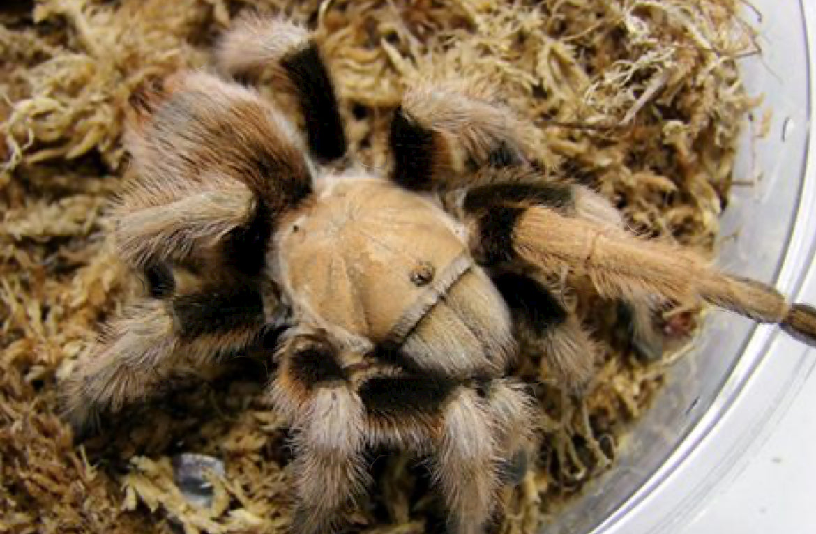 Aphonopelma Chalcodes New River