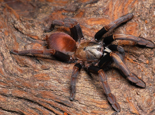 Thrigmopoeinae sp Cinnamon